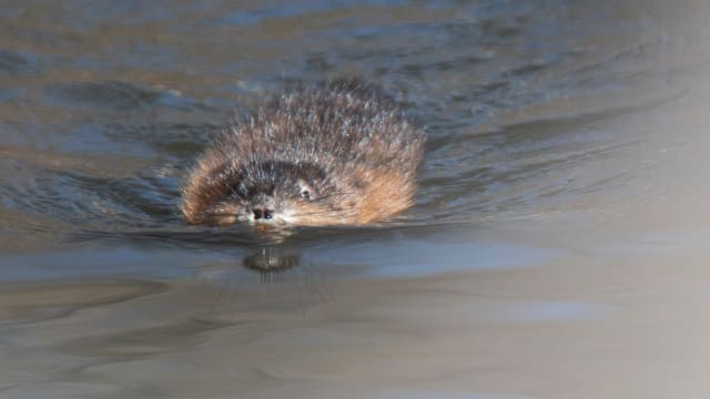 Muskrat Alex Martin:Journal and Courier : USA TODAY NETWORK